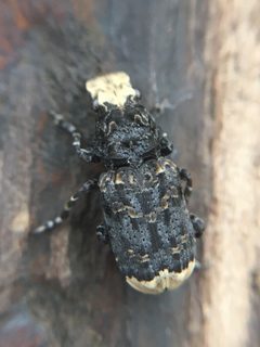 Platyrhinini by (c) Paul Cook, some rights reserved (CC BY), uploaded by Paul Cook. Used under a CC-BY license.