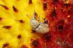 Trigonorhinus limbatus by (c) Rich Sommer, some rights reserved (CC BY), uploaded by Rich Sommer. Used under a CC-BY license.