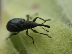 Aspidapion radiolus by (c) Alexis Tinker-Tsavalas, some rights reserved (CC BY), uploaded by Alexis Tinker-Tsavalas. Used under a CC-BY license.
