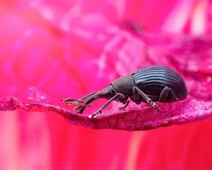 Aspidapion radiolus by (c) Alexis Tinker-Tsavalas, some rights reserved (CC BY), uploaded by Alexis Tinker-Tsavalas. Used under a CC-BY license.