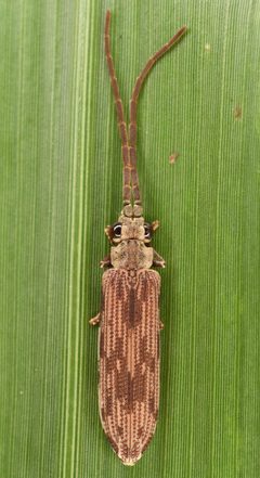 Cupedidae by (c) skitterbug, some rights reserved (CC BY), uploaded by skitterbug. Used under a CC-BY license.