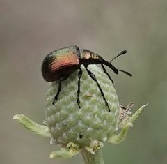 Haplorhynchites eximius by (c) Colin Croft, some rights reserved (CC BY), uploaded by Colin Croft. Used under a CC-BY license.