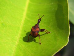 Attelabidae by (c) Jason Alexander, some rights reserved (CC BY), uploaded by Jason Alexander. Used under a CC-BY license.