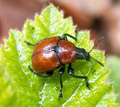 Attelabidae by (c) katunchik, some rights reserved (CC BY), uploaded by katunchik. Used under a CC-BY license.