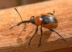 Attelabidae by (c) katunchik, some rights reserved (CC BY), uploaded by katunchik. Used under a CC-BY license.