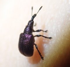 Rhynchitinae by (c) agujaceratops, some rights reserved (CC BY), uploaded by agujaceratops. Used under a CC-BY license.