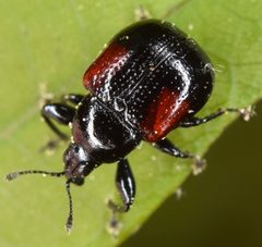 Synolabus bipustulatus by (c) skitterbug, some rights reserved (CC BY), uploaded by skitterbug. Used under a CC-BY license.