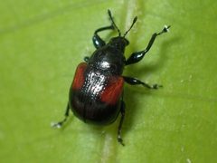 Synolabus bipustulatus by (c) John P Friel, some rights reserved (CC BY), uploaded by John P Friel. Used under a CC-BY license.