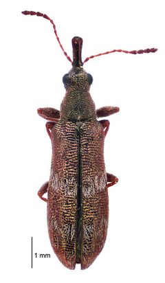 Belidae by (c) Landcare Research New Zealand Ltd, some rights reserved (CC BY). Used under a CC-BY license.