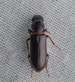 Boridae by (c) Nadine Gaffney, some rights reserved (CC BY), uploaded by Nadine Gaffney. Used under a CC-BY license.