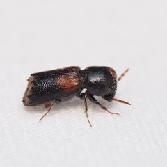 Xylobiops basilaris by (c) Russell Pfau, some rights reserved (CC BY), uploaded by Russell Pfau. Used under a CC-BY license.