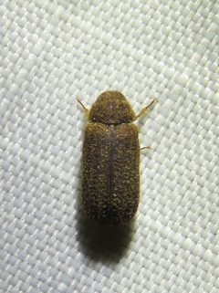 Endecatomus dorsalis by (c) Annika Lindqvist, some rights reserved (CC BY), uploaded by Annika Lindqvist. Used under a CC-BY license.