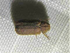 Endecatomus dorsalis by (c) Annika Lindqvist, some rights reserved (CC BY), uploaded by Annika Lindqvist. Used under a CC-BY license.