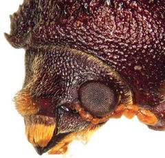 Heterobostrychus by (c) 
Wisut Sittichaya, Roger A. Beaver, Lan-Yu Liu, Aran Ngampongsai, some rights reserved (CC BY). Used under a CC-BY license.