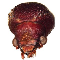 Heterobostrychus by (c) 
Wisut Sittichaya, Roger A. Beaver, Lan-Yu Liu, Aran Ngampongsai, some rights reserved (CC BY). Used under a CC-BY license.
