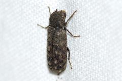 Lichenophanes armiger by (c) Owen Strickland, some rights reserved (CC BY), uploaded by Owen Strickland. Used under a CC-BY license.