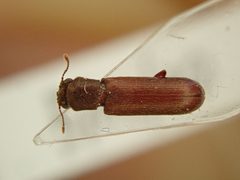 Lyctus brunneus by no rights reserved, uploaded by Karel Schoonvaere. Used under a CC0 license.