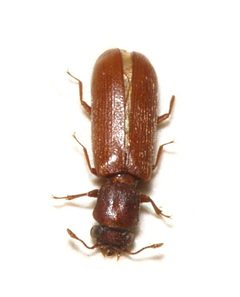 Lyctus brunneus by (c) portioid, some rights reserved (CC BY), uploaded by portioid. Used under a CC-BY license.
