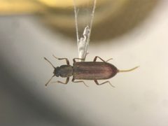 Lyctus opaculus by no rights reserved, uploaded by Nick Bédard. Used under a CC0 license.