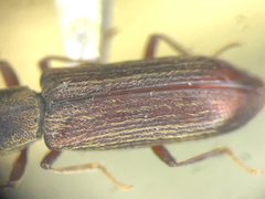 Lyctus opaculus by no rights reserved, uploaded by Nick Bédard. Used under a CC0 license.