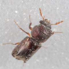 Xylobiops texanus by (c) Victor Engel, some rights reserved (CC BY), uploaded by Victor Engel. Used under a CC-BY license.