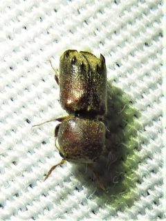 Xylobiops texanus by (c) Annika Lindqvist, some rights reserved (CC BY), uploaded by Annika Lindqvist. Used under a CC-BY license.