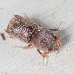 Xylobiops texanus by (c) Victor Engel, some rights reserved (CC BY), uploaded by Victor Engel. Used under a CC-BY license.