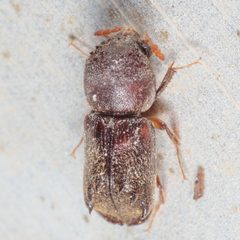 Xylobiops texanus by (c) Victor Engel, some rights reserved (CC BY), uploaded by Victor Engel. Used under a CC-BY license.