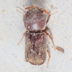 Xylobiops texanus by (c) Victor Engel, some rights reserved (CC BY), uploaded by Victor Engel. Used under a CC-BY license.