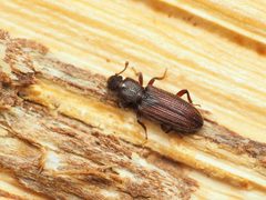 Bothrideres cryptus by (c) Katja Schulz, some rights reserved (CC BY), uploaded by Katja Schulz. Used under a CC-BY license.