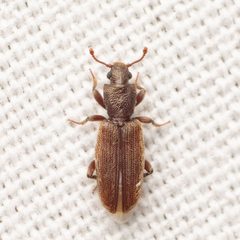 Bothrideres geminatus by (c) Justin Williams, some rights reserved (CC BY), uploaded by Justin Williams. Used under a CC-BY license.