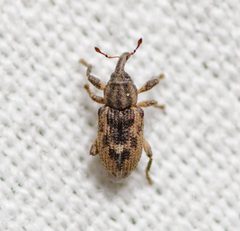Notiodes aeratus by (c) Justin Williams, some rights reserved (CC BY), uploaded by Justin Williams. Used under a CC-BY license.