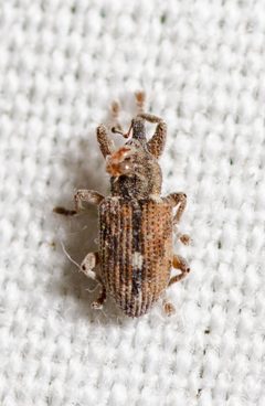 Notiodes aeratus by (c) Justin Williams, some rights reserved (CC BY), uploaded by Justin Williams. Used under a CC-BY license.
