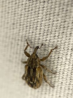 Notiodes setosus by (c) Nathan May, some rights reserved (CC BY), uploaded by Nathan May. Used under a CC-BY license.