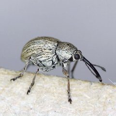 Apioninae by (c) Barry Walter, some rights reserved (CC BY), uploaded by Barry Walter. Used under a CC-BY license.