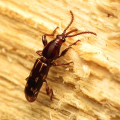 Arrenodes minutus by (c) Katja Schulz, some rights reserved (CC BY). Used under a CC-BY license.