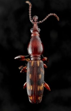 Arrenodes minutus by no rights reserved. Used under a CC0 license.