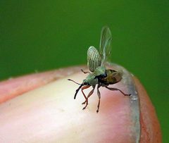 Exapion by (c) Ian Ballam, some rights reserved (CC BY), uploaded by Ian Ballam. Used under a CC-BY license.