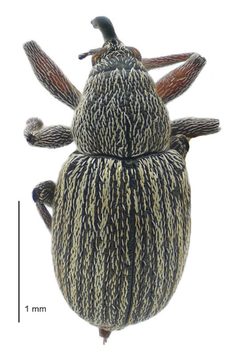 Exapion ulicis by (c) Landcare Research New Zealand Ltd., some rights reserved (CC BY). Used under a CC-BY license.