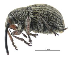 Exapion ulicis by (c) Landcare Research New Zealand Ltd., some rights reserved (CC BY). Used under a CC-BY license.
