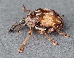 Nanophyinae by (c) Janet Graham, some rights reserved (CC BY). Used under a CC-BY license.