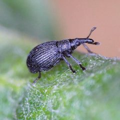 Perapion curtirostre by (c) Barry Walter, some rights reserved (CC BY), uploaded by Barry Walter. Used under a CC-BY license.