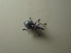 Perapion punctinasum by no rights reserved, uploaded by Ellyne Geurts. Used under a CC0 license.
