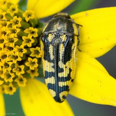 Acmaeodera amplicollis by (c) Ken-ichi Ueda, some rights reserved (CC BY), uploaded by Ken-ichi Ueda. Used under a CC-BY license.