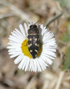 Acmaeodera bowditchi by (c) Wendy McCrady, some rights reserved (CC BY), uploaded by Wendy McCrady. Used under a CC-BY license.