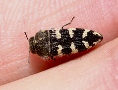Acmaeodera bowditchi by (c) Andrew Meeds, some rights reserved (CC BY), uploaded by Andrew Meeds. Used under a CC-BY license.