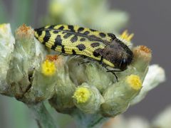 Acmaeodera decipiens by (c) Katja Schulz, some rights reserved (CC BY). Used under a CC-BY license.