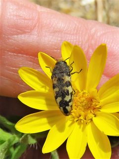 Acmaeodera diffusa by (c) Annika Lindqvist, some rights reserved (CC BY), uploaded by Annika Lindqvist. Used under a CC-BY license.