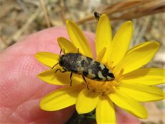 Acmaeodera diffusa by (c) Annika Lindqvist, some rights reserved (CC BY), uploaded by Annika Lindqvist. Used under a CC-BY license.