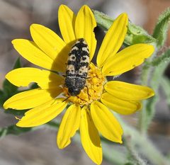 Acmaeodera diffusa by (c) Wendy McCrady, some rights reserved (CC BY), uploaded by Wendy McCrady. Used under a CC-BY license.